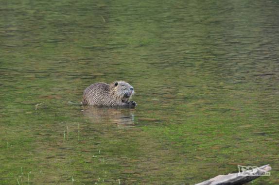 Uma nutria patagônica (lontra) no Parque Nacional Los Alerces, ao norte de Trevelin, na patagônia argentina